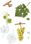 Bouvierův hrozen - ilustrace odrůdy.