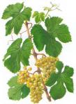Ilustrace odrůdy Chenin blanc.