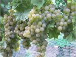 Sémillon - detailní snímek odrůdy na naučné vinici starých odrůd v Šatově (27.9.2004). Foto: Jaroslav Hladík