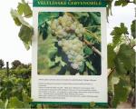 Tabulka s informacemi Veltlínského červenobílého - foceno 23. srpna 2004 na Naučné vinici starých odrůd v Šatově.