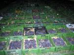 Celkový pohled na přepravky s uloženými hrozny pro výrobu slámového vína.