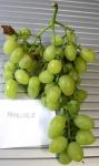 Odrůda Sejanec prodjusera (Podarok Zaporožju x XVII-10-26) vyrostlá na Hané. Ruská odrůda s dobrou odolností, vzhledem i muškátovou chutí, má ale ženský květ.