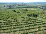 Pohled na Brunn im Felde od viničních tratí Wieland a Vordern Berg / Kremstal (Rakousko).