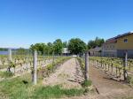 02: Viniční trať Tabor, na pozadí vinařství Weingut Forstreiter / Hollenburg, Kremstal (Rakousko)