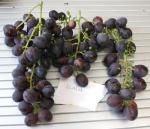 Odrůda Glaša (Seyve Villard 20-374 x Vostorg) vyrostlá na Hané. Ruská odrůda, s dobrou odolností, atraktivním vzhledem připomínajícím Kodrjanku a s dobrou chutí.