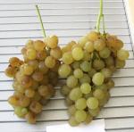 Odrůda Kišmiš 342 (K 342) (Villard Blanc (S.V. 12375) x Perletta) vyrostlá na Hané. Maďarská bezsemenná odrůda, jedna z nejranějších bezsemenných, s dobrou odolností a vzhledem i chutí.