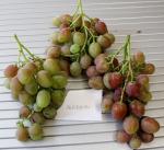 Odrůda Aladin (Vostorg krasnyj x Vostor muskatnyj) vyrostlá na Hané. Ruská odrůda s dobrou odolností, velmi atraktivním vzhledem i chutí.