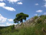 2 - Osamělý strom na skalním převisu těsně pod stanovištěm Nad Soutěskou.