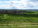 04: Viniční trať Spiegel, na pozadí vinařská obec Gedersdorf / Gedersdorf, Kremstal (Rakousko)