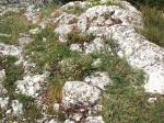 6 - Nádherné skalničky na skalním masivu pod vrcholem Děvín.