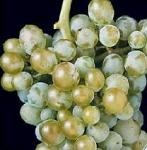 Chardonnay - francouzská odrůda hojně pěstovaná právě v Austrálii.