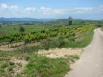 05: Viniční trať Altmandl, na pozadí vinařská obec Rohrendorf bei Krems s viniční tratí Gebling nad ní / Gedersdorf, Kremstal (Rakousko)