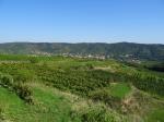 05: Viniční trať Bernthal, na pozadí vinařská obec Schönberg am Kamp / Schönberg am Kamp, Kamptal (Rakousko)