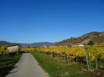 06: Viniční trať Klostersatz, na pozadí vinařská obec Dürnstein se stejnojmennou zříceninou / Oberloiben, Wachau (Rakousko)