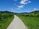 06: Viniční trať Klostersatz, na pozadí vinařská obec Dürnstein / Oberloiben, Wachau (Rakousko)