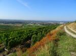 07: Viniční trať Lamm, na pozadí vinařská obec Langenlois / Kammern, Kamptal (Rakousko)