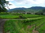 10: Viniční trať Hoferthal, na pozadí vinařská obec Spitz / Hofarnsdorf, Wachau (Rakousko)