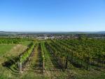 12: Pohled na město Langenlois přes viniční trať Käferberg / Langenlois, Kamptal (Rakousko)