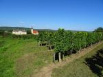 16: Viniční trať Steinsetz, na pozadí vinařská obec Gobelsburg / Gobelsburg, Kamptal (Rakousko)