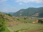 17: Pohled z viniční trati Kollmütz směrem na viniční trať Bachsatz, v pozadí vinařská obec Joching / Wösendorf in der Wachau, Wachau (Rakousko)