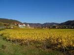 20: Viniční trať Ritzling, na pozadí vinařská obec Weißenkirchen in der Wachau / Weißenkirchen in der Wachau, Wachau (Rakousko)