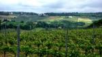 Fattoria Corzano e Paterno. Pohled od vinařství směrem k severu. Foto P. Pavelka.
