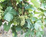 Pohled na Chardonnay na viniční trati Terasy (25. srpna 2004).