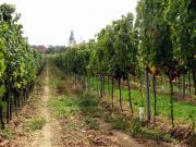 Havraníky - Staré vinice
