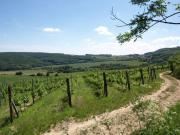 Klentnice - Mezi vinohrady (v popředí), První viniční (dále k vesnici) - foto J. Schwarz
