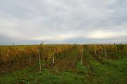 Tvrdonice - Nové vinohrady (foto: Simon Timingeriu)