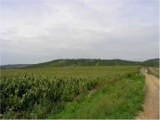 Celkový pohled na viniční trať Lumperky. 3. září 2006.