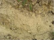 Detail půdy na viniční trati Lumperky - lehká písčitá půda. 3. září 2006.